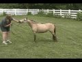 Iona Farm's Miss Independence