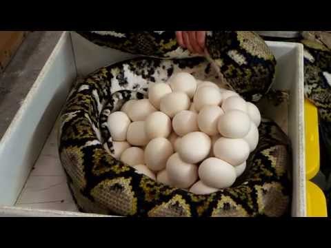 YouTube reptile video