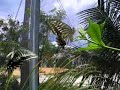 Disney Cruise Grand Cayman Butterfly Farm Disney Cruise Grand Cayman Butterfly Farm