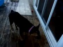Jasmine playing in her pool