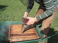 bee keeping bee keeping