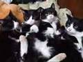 my-cats-girls