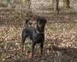 Attention Chien Dangereux Le Film De Clara