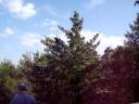 A windy day at Bromide hill on 101208.MOV