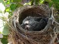 Mourning Dove Baby Resque