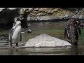 canon PowerShot SX20 IS HD MOVIE 1