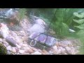 My 55 gallon aquarium My 55 gallon aquarium