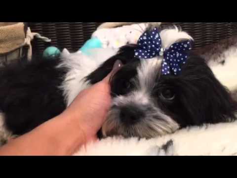 Handsome and Playful Malshih Male Puppy!