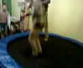 trampolina sobotnia
