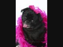 This is my girls' Glamour Shots photos!