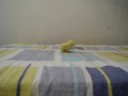relan