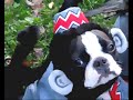 My monkey dog