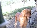 Canis familiaris