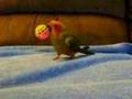 videos de Tiki Jenday playing with ball