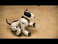 Example of the Genibo-QD's mobility & exploration behavior. For more information about what Genibo is and where to get one, please visit www.genibo.info