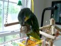 Amazon Parrot Playing and Hanging Out With a Cockatiel, Budgies, and Lovebirds