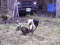 Farm Yard Rooster Battle