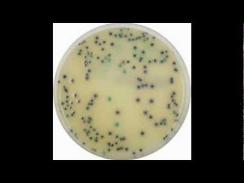 how to treat klebsiella pneumoniae