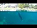 #2 Boot camp 14m Deep Swim