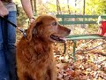 Marquette County Humane Society - Trixie