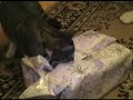 Weihnachtskatze