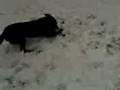 Dogbook Movie: Running and stuff