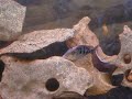 copadichromis borleyi kadango