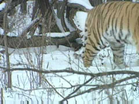amur tiger ^