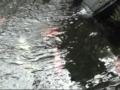 Somali love Japans garden part 2 Somali love Japans garden part 2