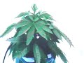 2005 UK HEMP EXPO