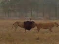 Lahore Wild Park By Mobi....3GP