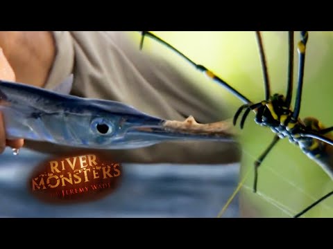 Catching Fish With Only A Spider Web & Kite | SPECIAL EPISODE! | River Monsters