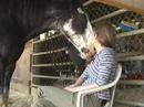 In the Barn with my Boyfriend IV