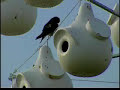 Bird Man Mel Attracting Purple Martins Bird Man Mel Attracting Purple Martins