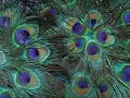 soul parsifal soul parsifal