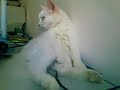 Kucing tengah jilat badan