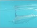 MARLIN NEGRO