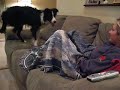 Zoe the Border Collie gets mad Zoe the Border Collie gets mad