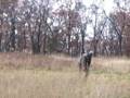 videos de Yeti Video