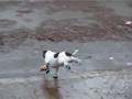 videos de Tyson's new booties.mov