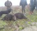 Domuz Avı  BOAR HUNTING