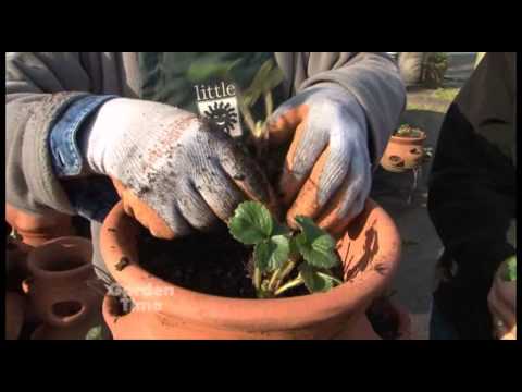 how to grow strawberries in a pot