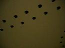 Spiderpig wallpainting