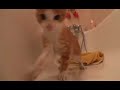 vido-blog-10-michell-le-chatte.html