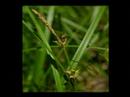 Carex communis habit