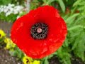 Tribute For Remembrance Day