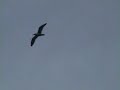 PUFFINS