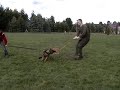 Schutzhund Protection German Shepherd Puppy Schutzhund Protection German Shepherd Puppy