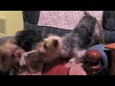 Yorkie Tug of War Yorkie Tug of War
