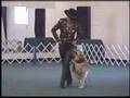 Golden Retriever video